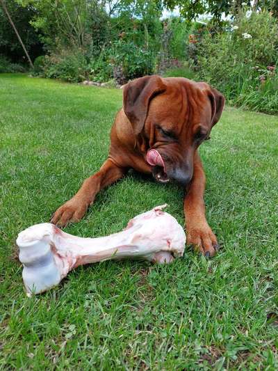 Rhodesian Ridgeback-Beitrag-Bild