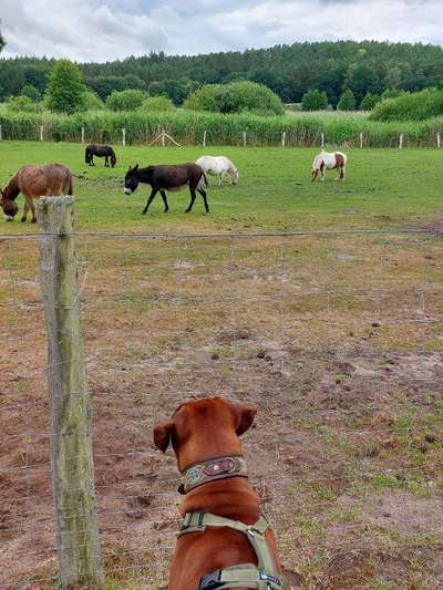 Rhodesian Ridgeback-Beitrag-Bild
