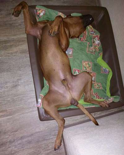 Rhodesian Ridgeback-Beitrag-Bild
