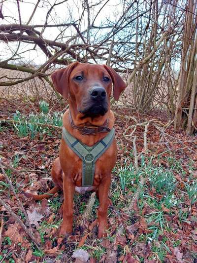 Rhodesian Ridgeback-Beitrag-Bild
