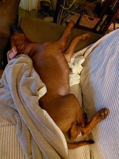 Rhodesian Ridgeback-Beitrag-Bild