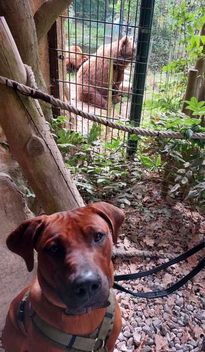 Rhodesian Ridgeback-Beitrag-Bild