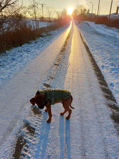 Rhodesian Ridgeback-Beitrag-Bild