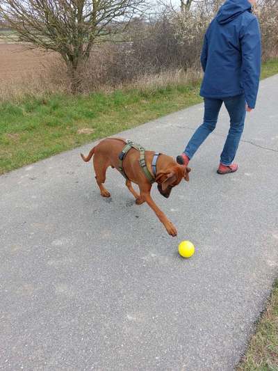 Rhodesian Ridgeback-Beitrag-Bild