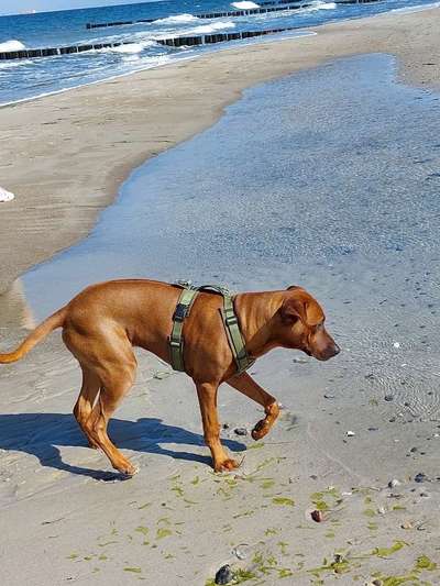 Rhodesian Ridgeback-Beitrag-Bild