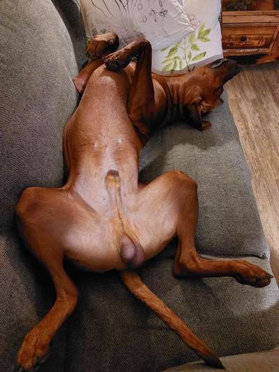Rhodesian Ridgeback-Beitrag-Bild