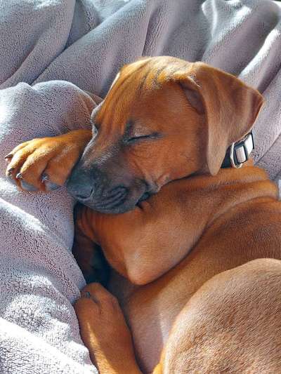 Rhodesian Ridgeback-Beitrag-Bild