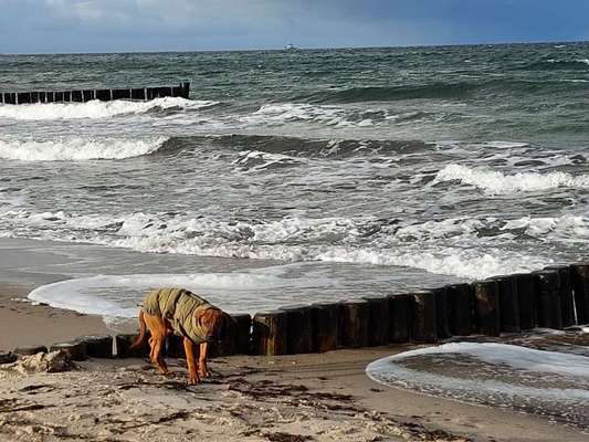 Rhodesian Ridgeback-Beitrag-Bild