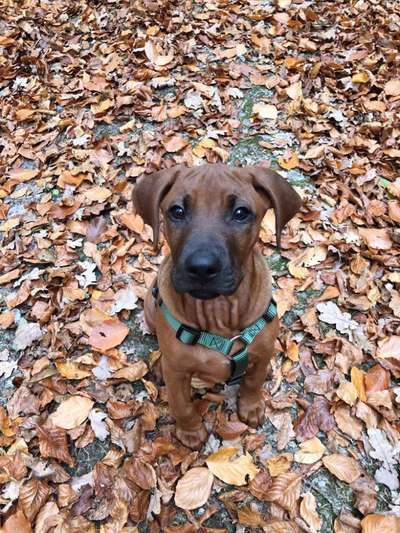 Rhodesian Ridgeback-Beitrag-Bild