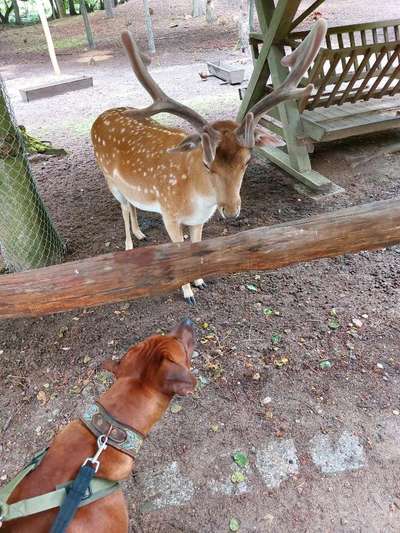 Rhodesian Ridgeback-Beitrag-Bild