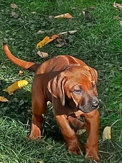 Rhodesian Ridgeback-Beitrag-Bild