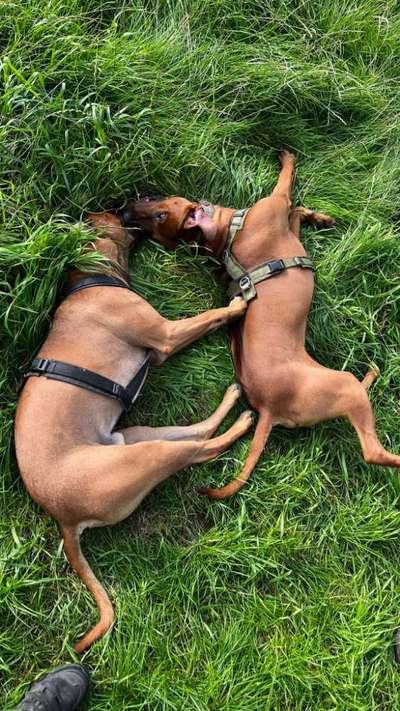 Rhodesian Ridgeback-Beitrag-Bild