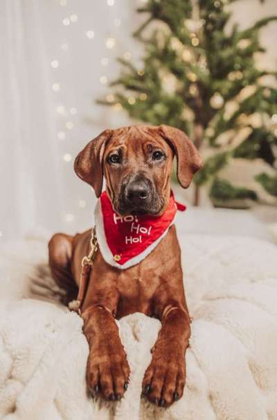 Rhodesian Ridgeback-Beitrag-Bild