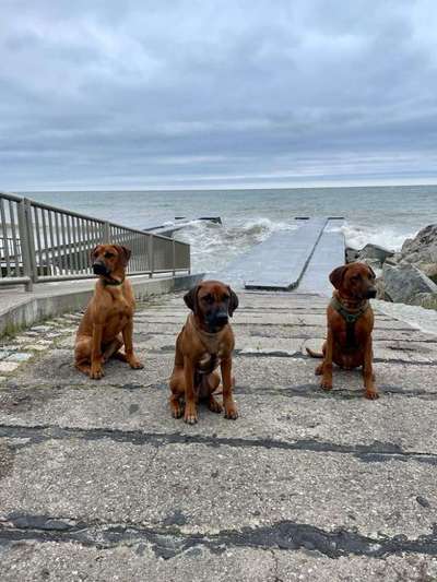 Rhodesian Ridgeback-Beitrag-Bild