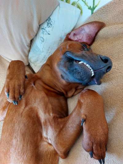 Rhodesian Ridgeback-Beitrag-Bild