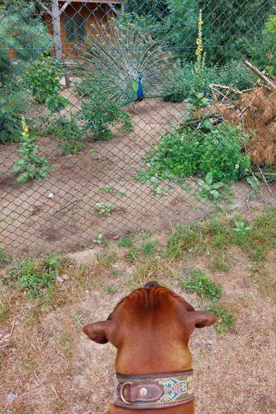 Rhodesian Ridgeback-Beitrag-Bild