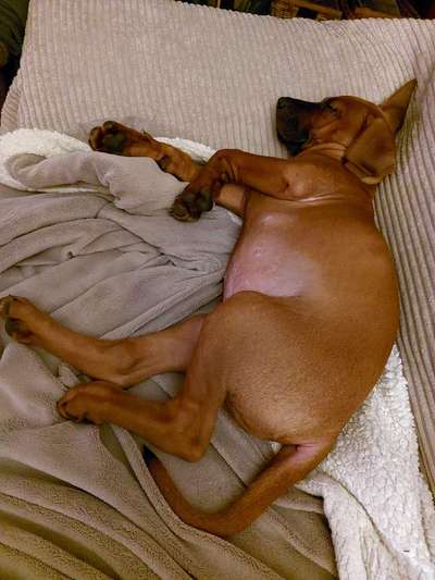 Rhodesian Ridgeback-Beitrag-Bild