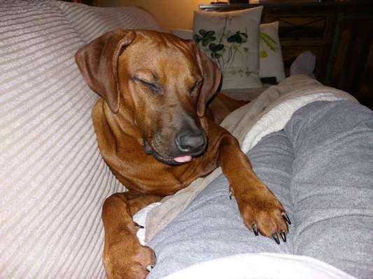 Rhodesian Ridgeback-Beitrag-Bild