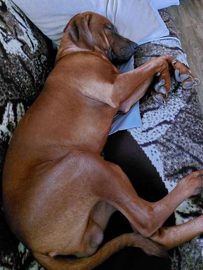 Rhodesian Ridgeback-Beitrag-Bild