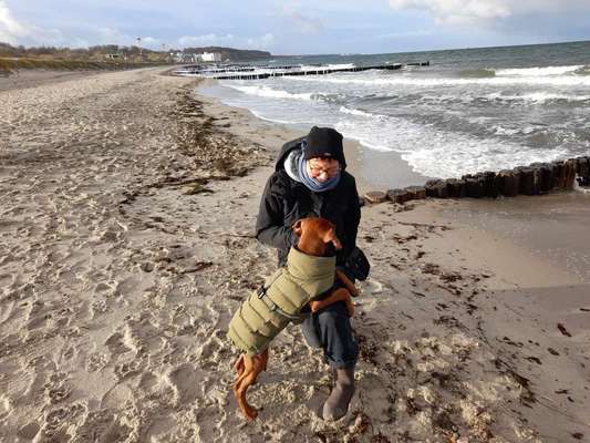 Rhodesian Ridgeback-Beitrag-Bild