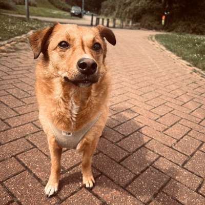 Hundetreffen-Louis würde sich über neue Bekanntschaften freuen, beim Gassi gehen oder toben :)-Bild