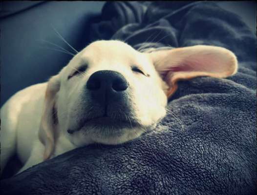 Zeichnungen eurer Hunde-Beitrag-Bild