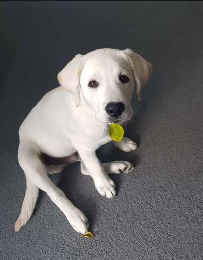 Zeichnungen eurer Hunde-Beitrag-Bild