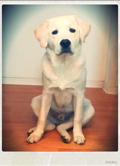 Zeichnungen eurer Hunde-Beitrag-Bild