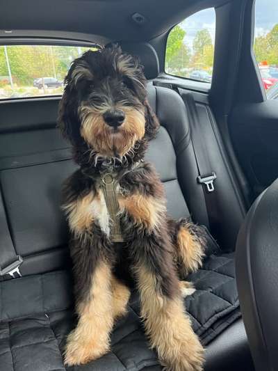 Hundetreffen-Gemeinsam Spaß haben …-Bild