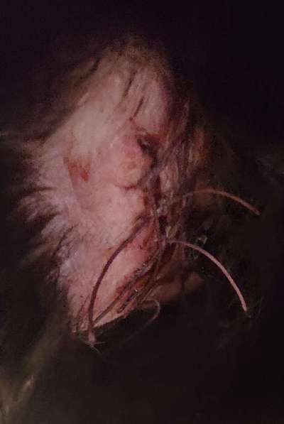 Hunde an der Leine-Beitrag-Bild