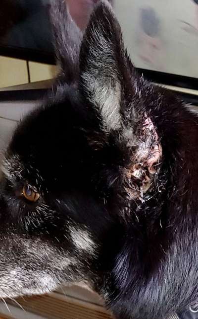 Hunde an der Leine-Beitrag-Bild