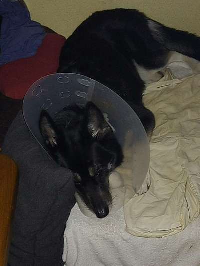 Hunde an der Leine-Beitrag-Bild