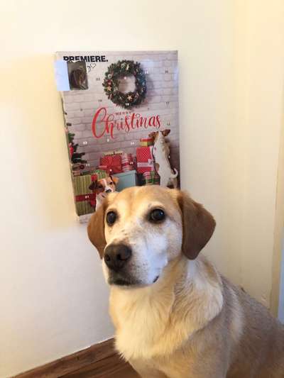 Dogorama Photo Challenge - Hundeblick zum hinschmelzen-Beitrag-Bild