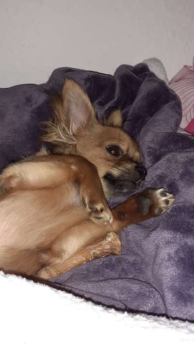 Wo sind die Chihuahua Besitzer ?-Beitrag-Bild