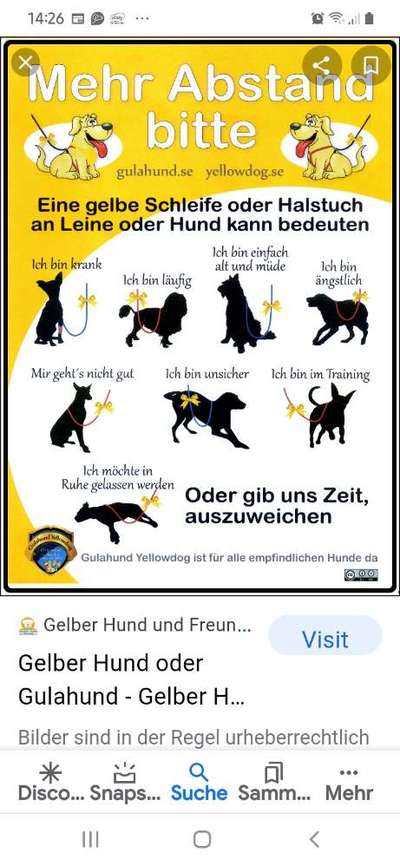 Hunde Kontakt-Beitrag-Bild