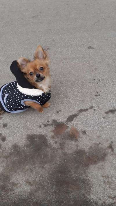 Wo sind die Chihuahua Besitzer ?-Beitrag-Bild