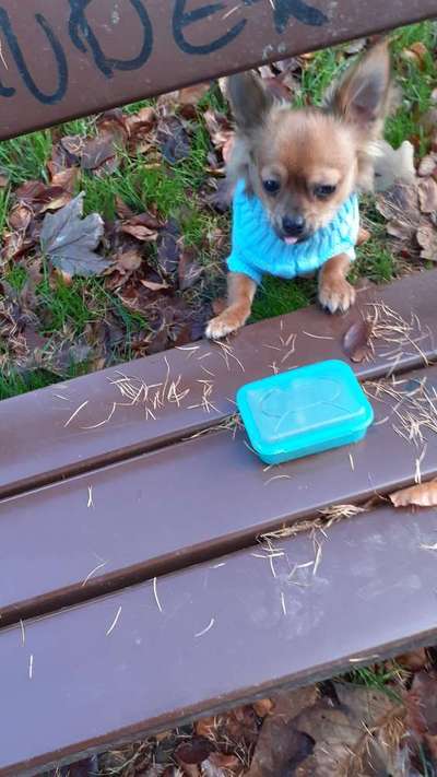 Zeige das lustigste Bild eures Hundis-Beitrag-Bild