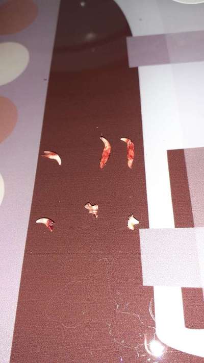 Zahnwechsel/ doppelte Zähne-Beitrag-Bild