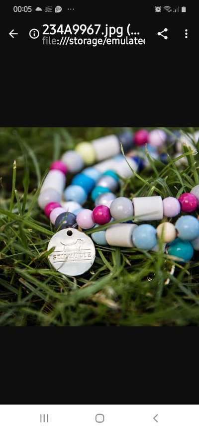 Floh und Zeckenmittel-Beitrag-Bild