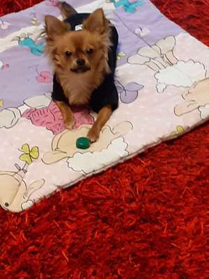 Wo sind die Chihuahua Besitzer ?-Beitrag-Bild