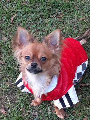 Wo sind die Chihuahua Besitzer ?-Beitrag-Bild