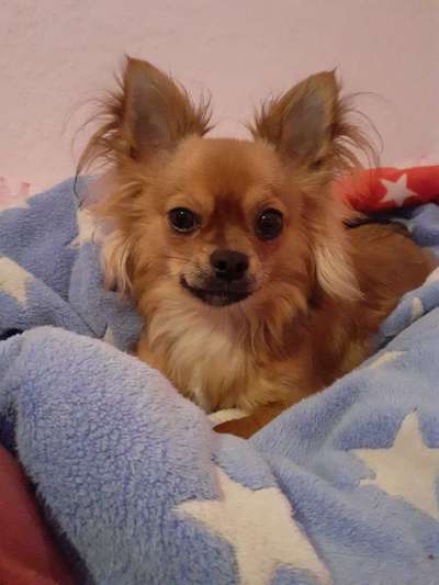 Wo sind die Chihuahua Besitzer ?-Beitrag-Bild