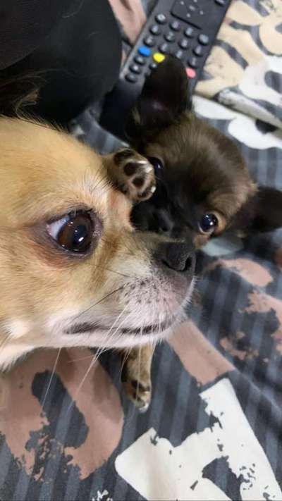 Welpen Bilder !-Beitrag-Bild