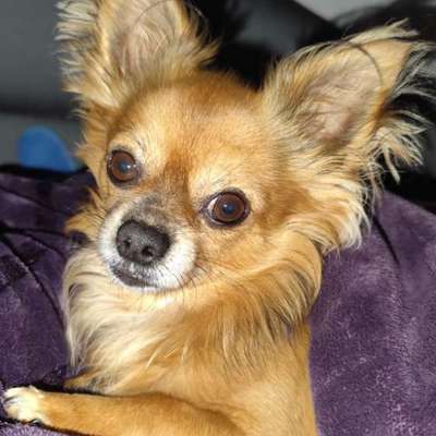 Erfahrungen mit Mönchspfeffer-Beitrag-Bild