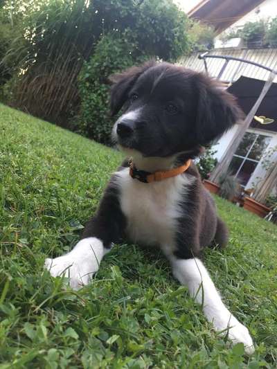 Welpen Bilder !-Beitrag-Bild