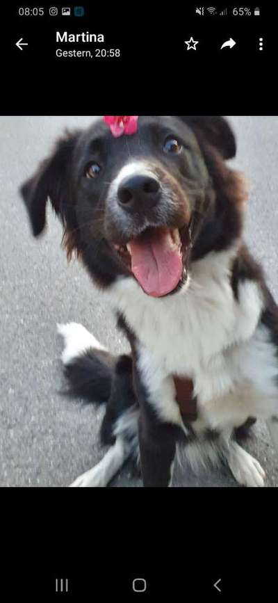 Die Dogorama Kalender Challenge Titelbild-Beitrag-Bild