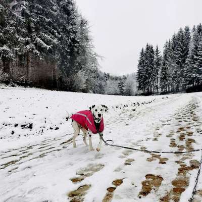 Hundetreffen-Spielgefährten gesucht-Bild