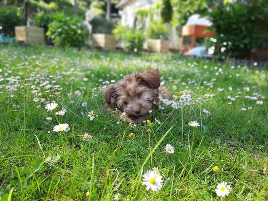 Die Dogorama Kalender Challenge 4/4-Beitrag-Bild