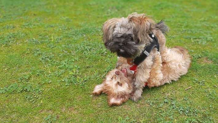 Die Dogorama Wochen Challenge "Friends will be Friends"-Beitrag-Bild