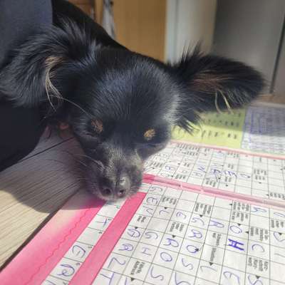 Dogorama Foto Aktion - Dein Hund im Dogorama Büro-Beitrag-Bild